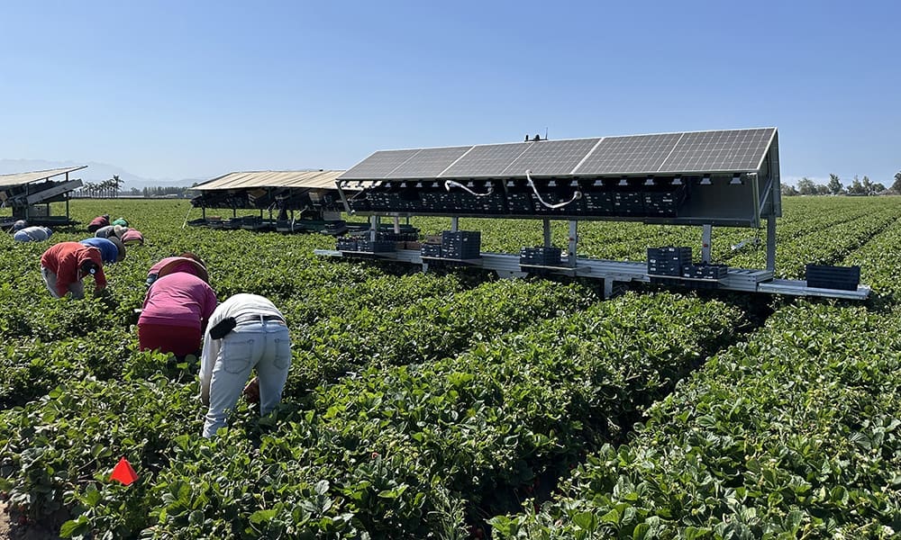 240924_Solar Harvesters 2-cropped Workers harvesting crops in a field under a sunny sky, using mobile solar panels mounted on a platform to provide shade and power.