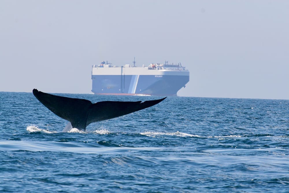 N2-6A, BM TR, Tag B007, MK10, Sample CRC20080814-1 A whales tail is visible above the ocean surface, with a large cargo ship in the distant background.