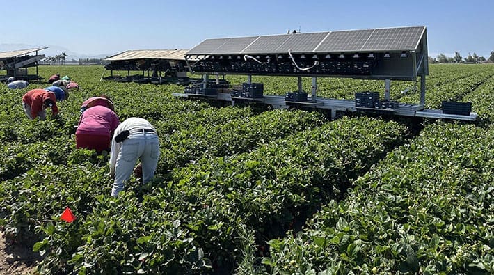 250717_Clean Air Fund Application_Solar Harvester - Web Farmworkers bend over to pick crops next to a long metal structure with solar panels.